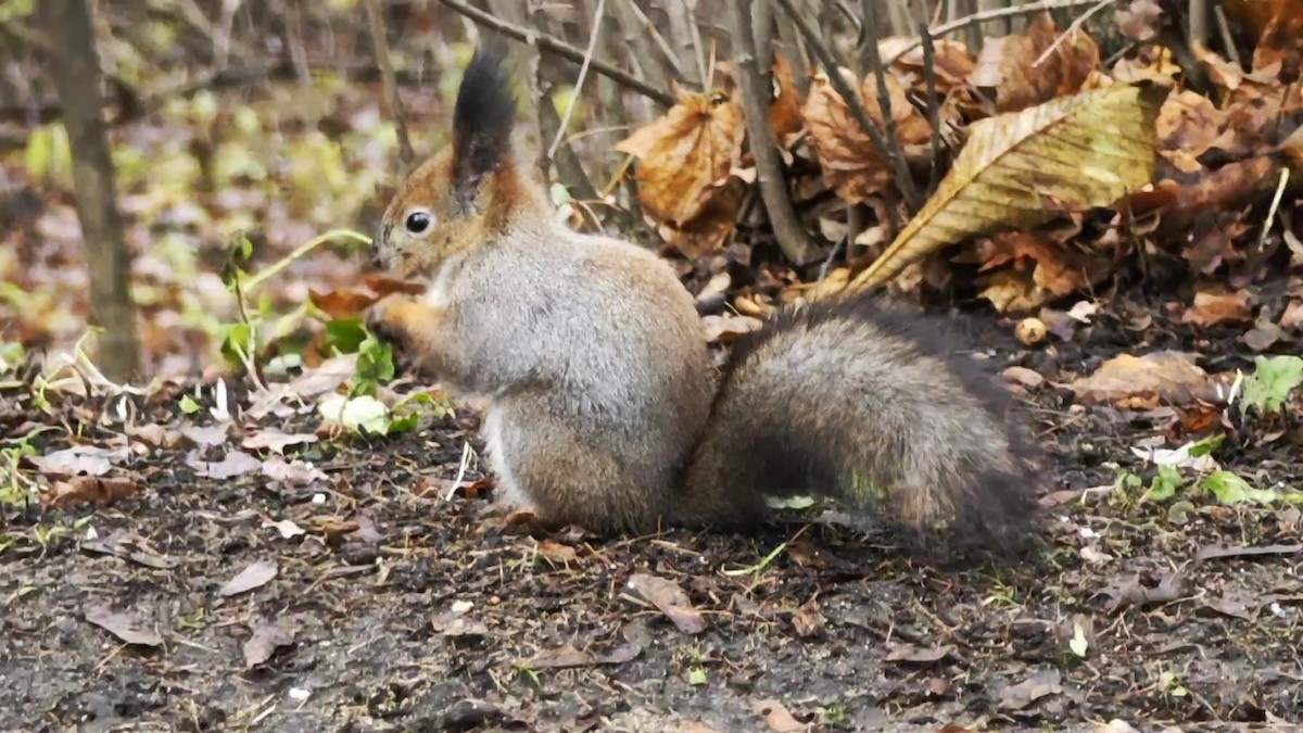 Animals - ML646899492