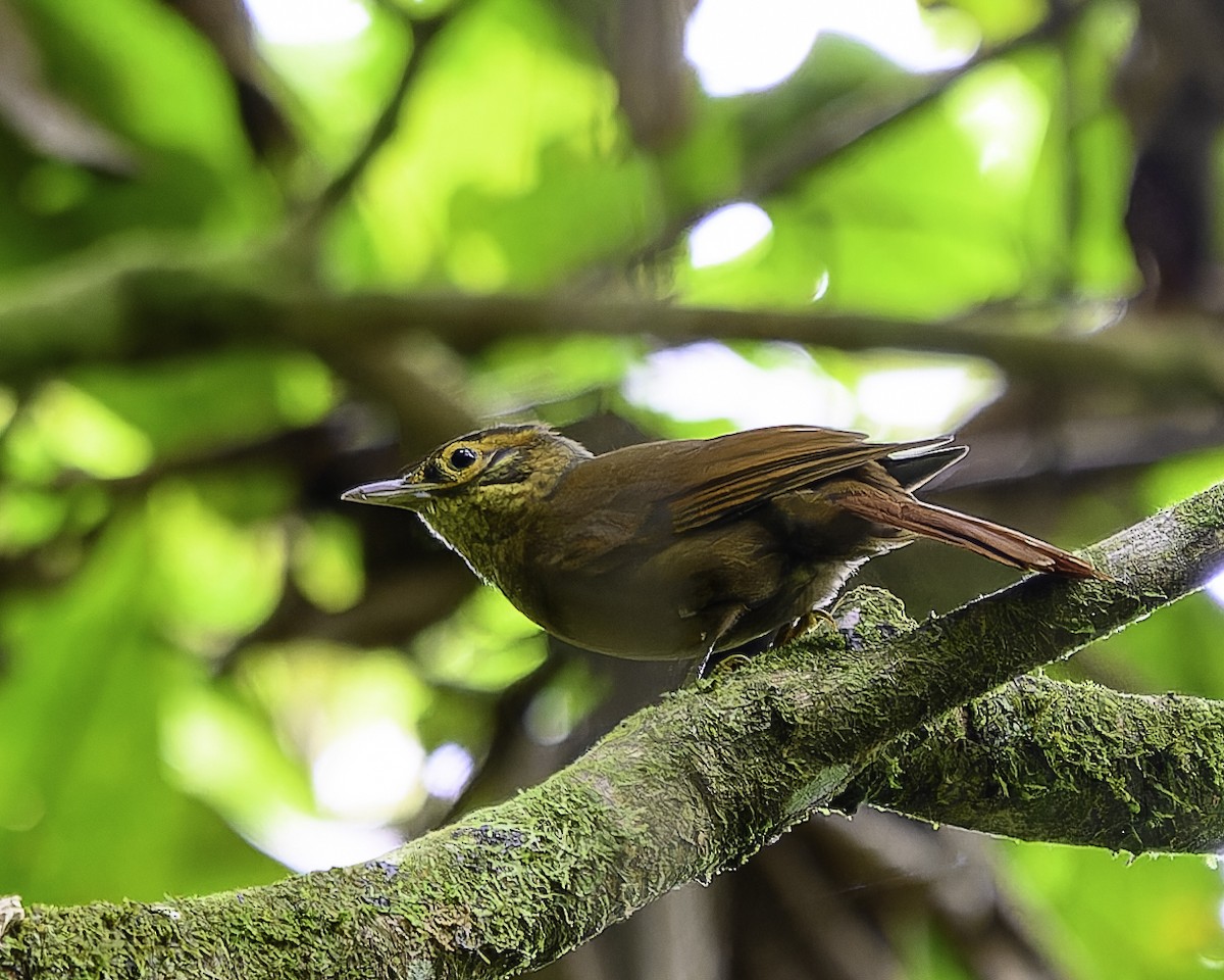 ウロコノドカマドドリ - ML646899493