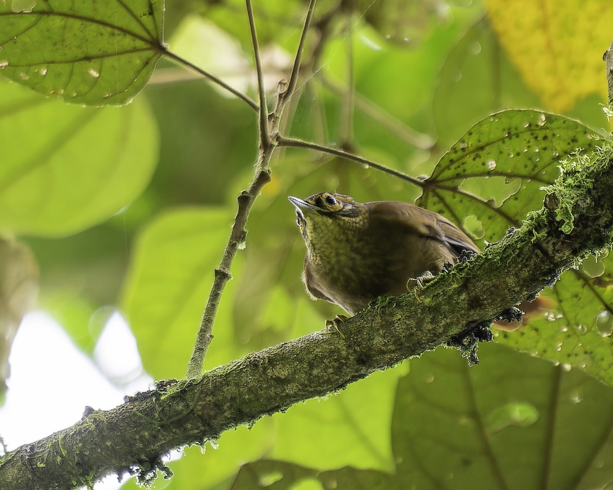 ウロコノドカマドドリ - ML646899494