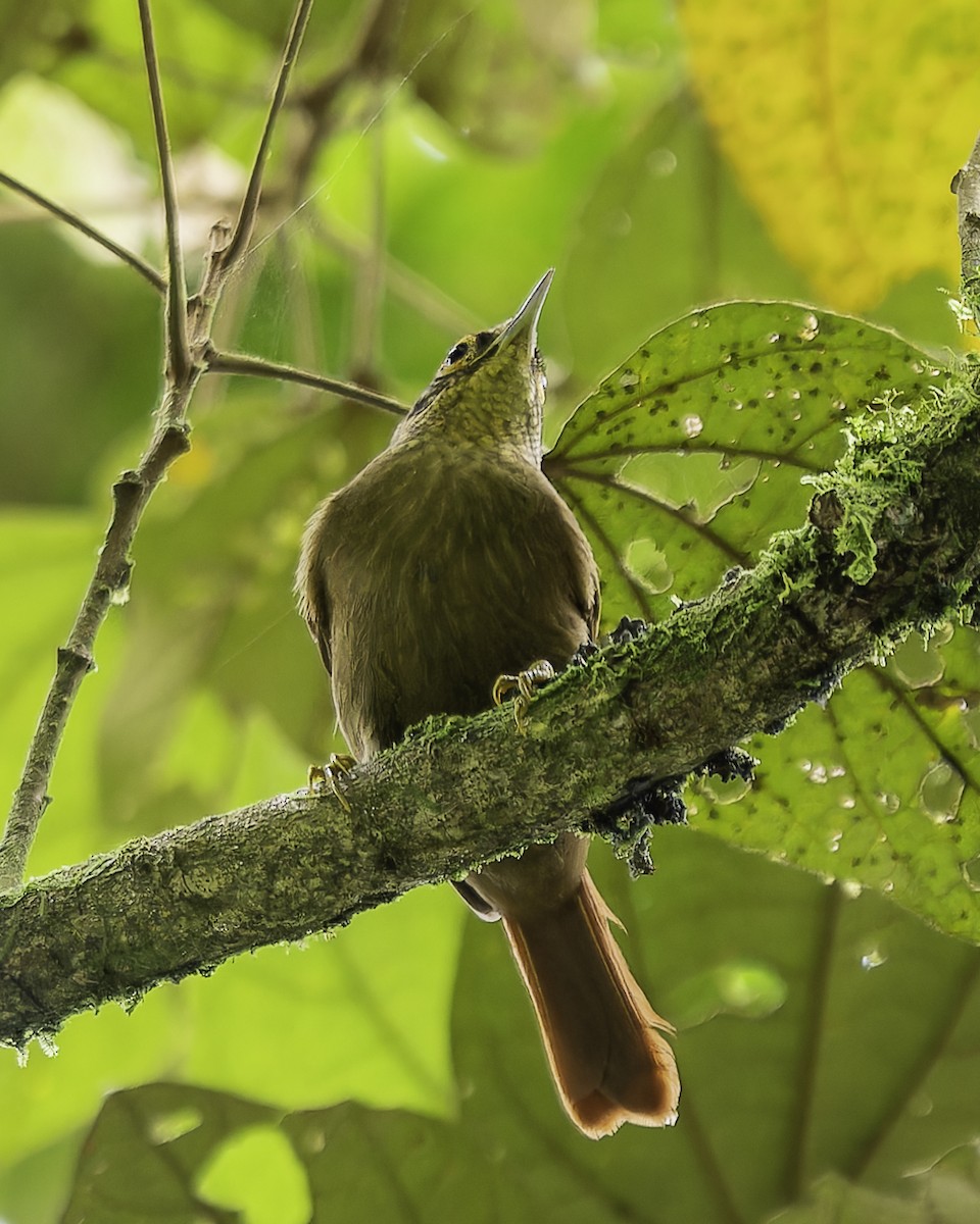 ウロコノドカマドドリ - ML646899495