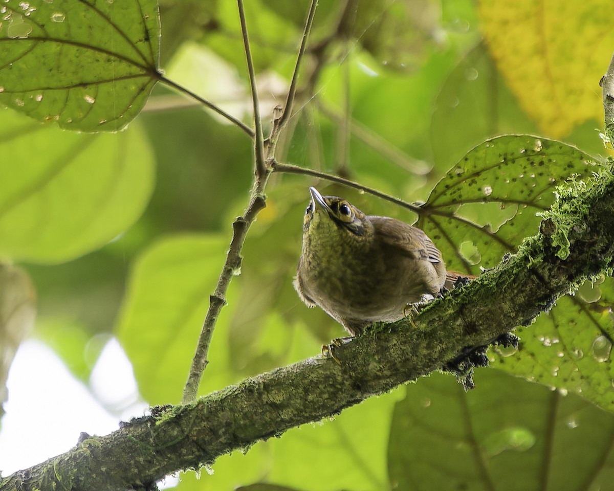 ウロコノドカマドドリ - ML646899496