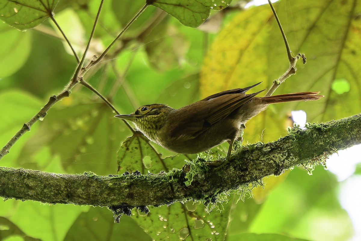 ウロコノドカマドドリ - ML646899497