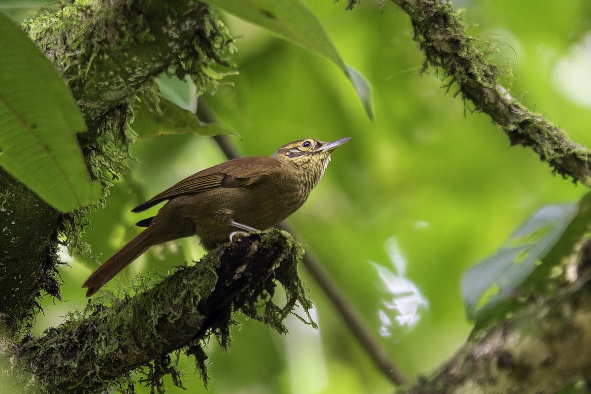 ウロコノドカマドドリ - ML646899498