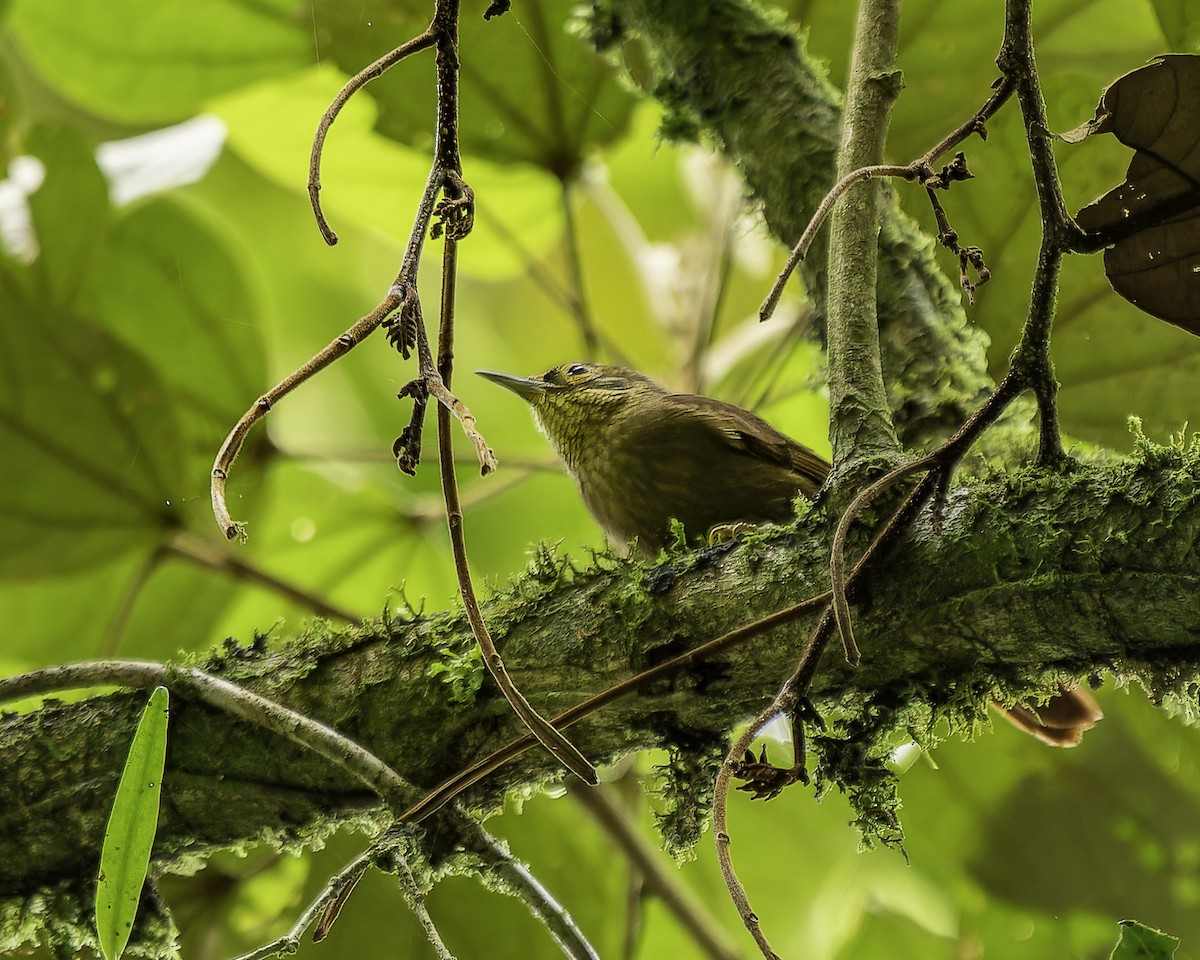 ウロコノドカマドドリ - ML646899499