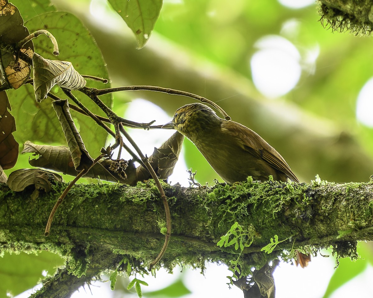 ウロコノドカマドドリ - ML646899500