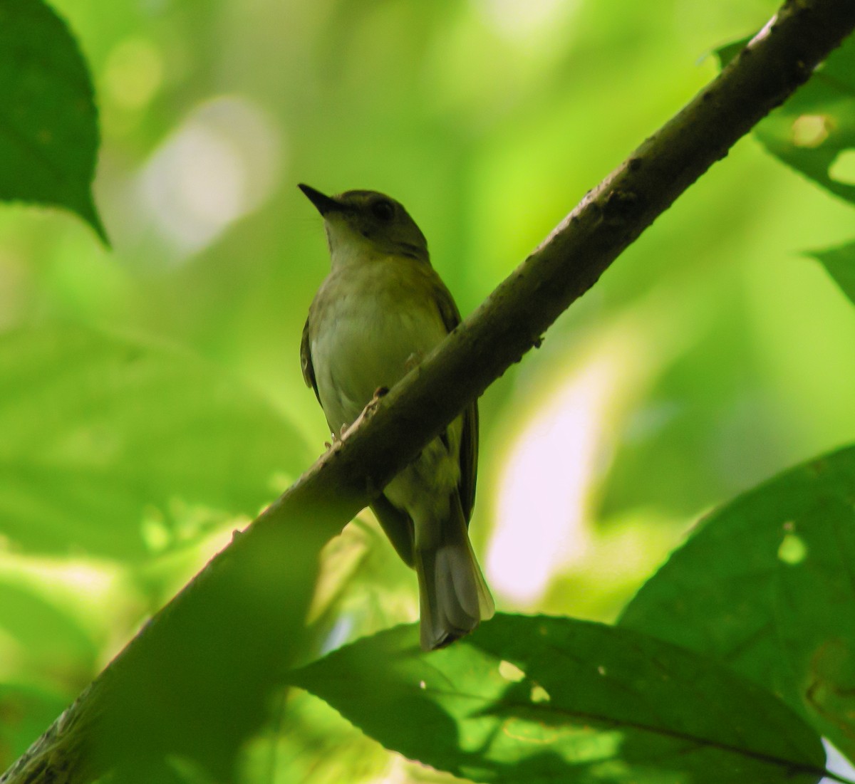 Fulvous-chested Jungle Flycatcher - ML646899501