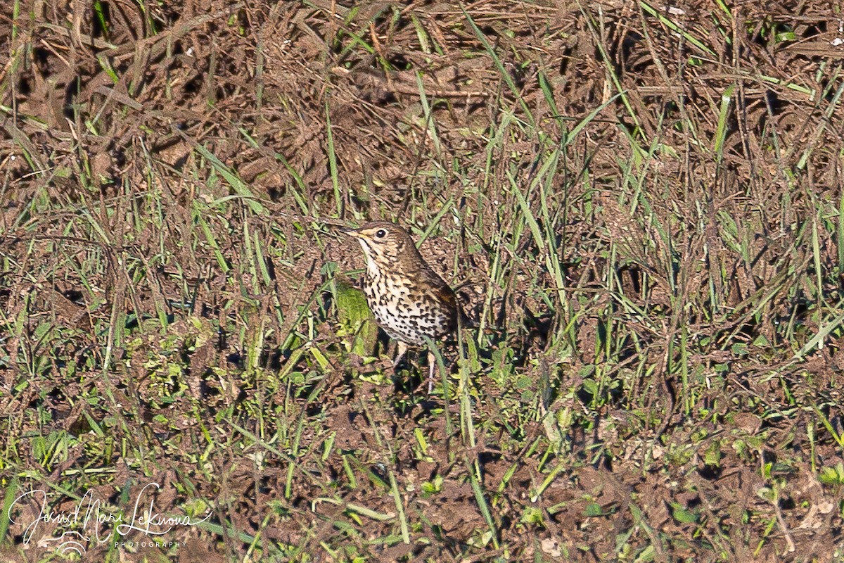 Дрізд співочий - ML646899509