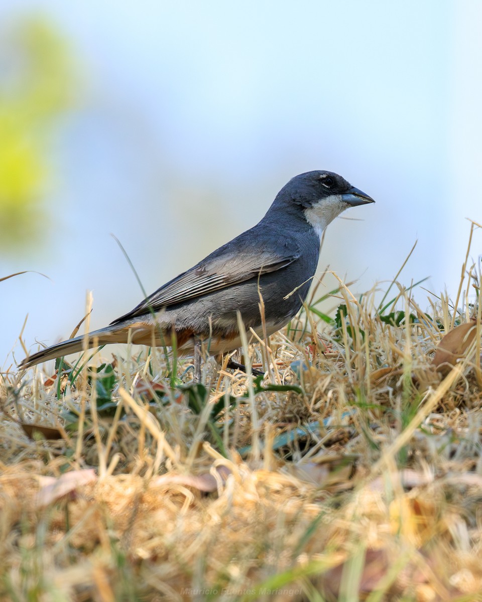 Duika İspinozu - ML646899510