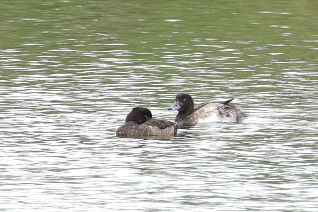 Tufted Duck - ML646899511