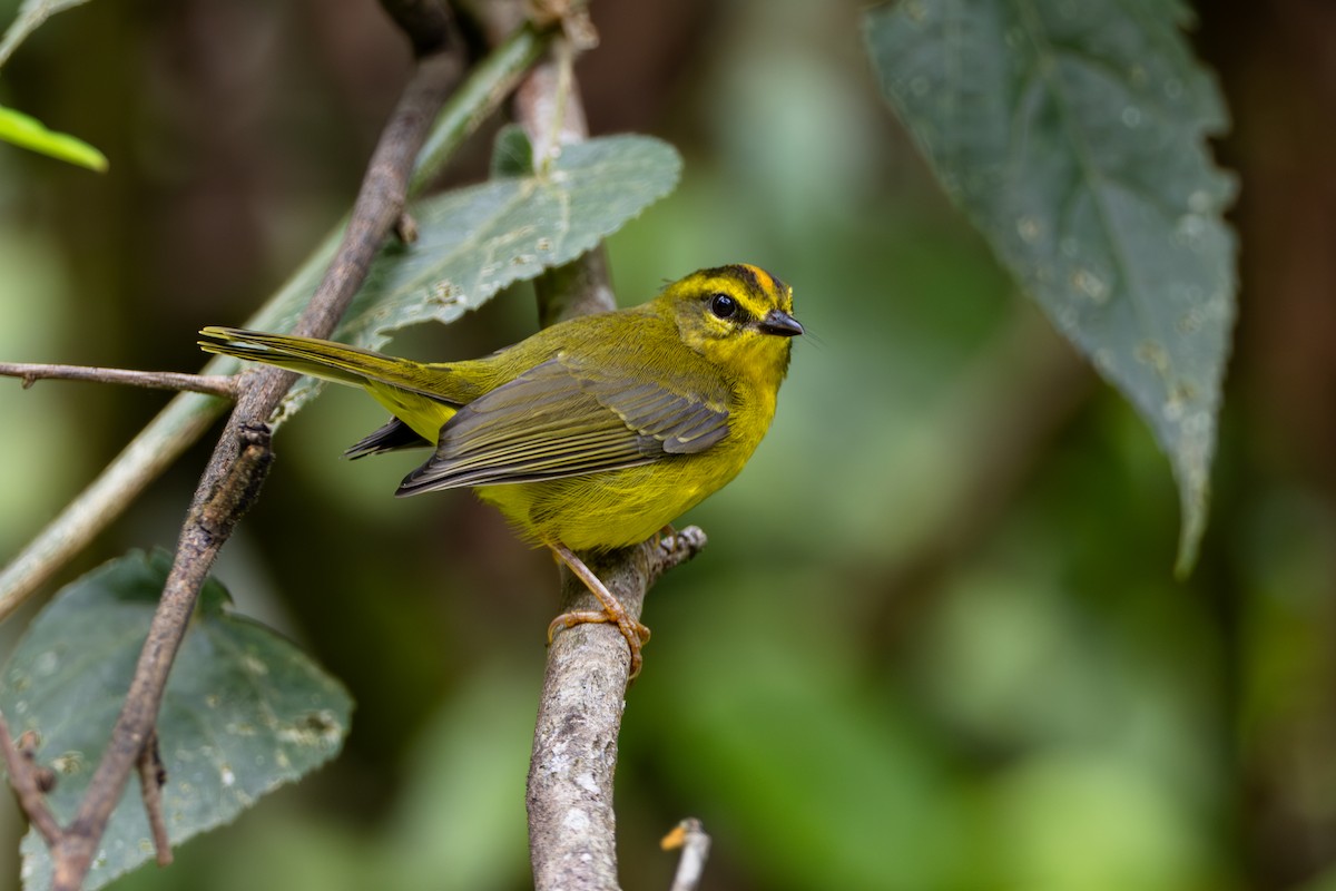 Коронник золоточеревий - ML646899525