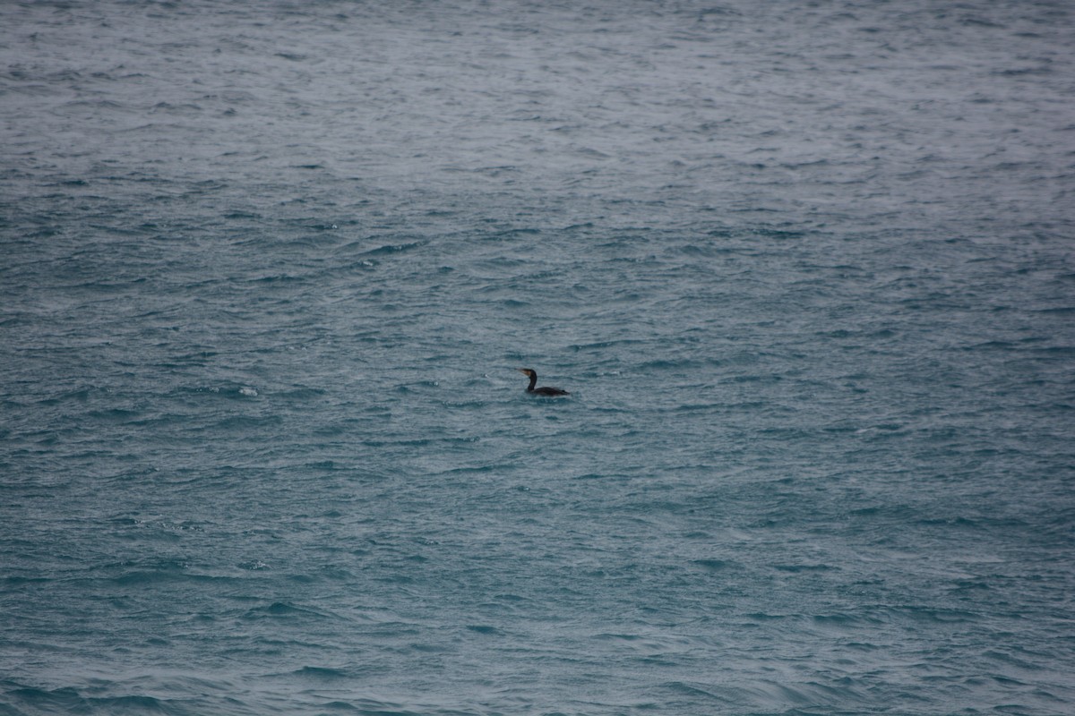 Great Cormorant - ML646899528