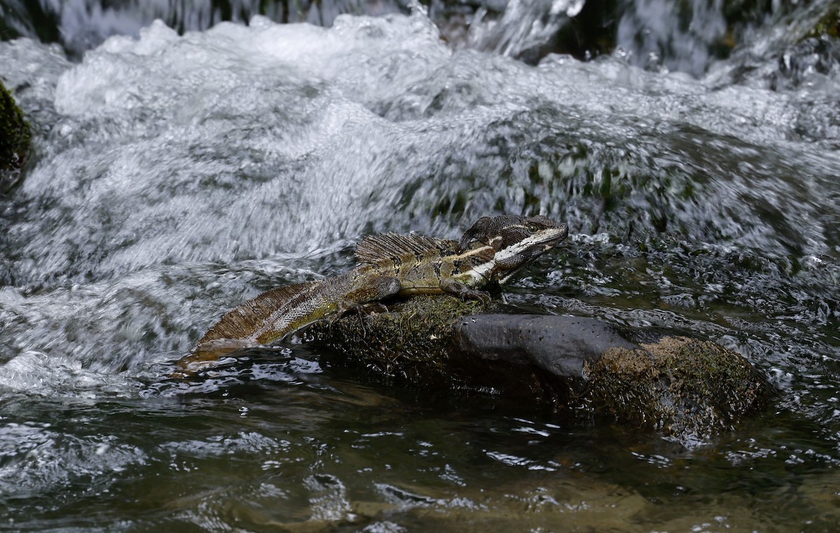 Brown Basilisk - ML646899531