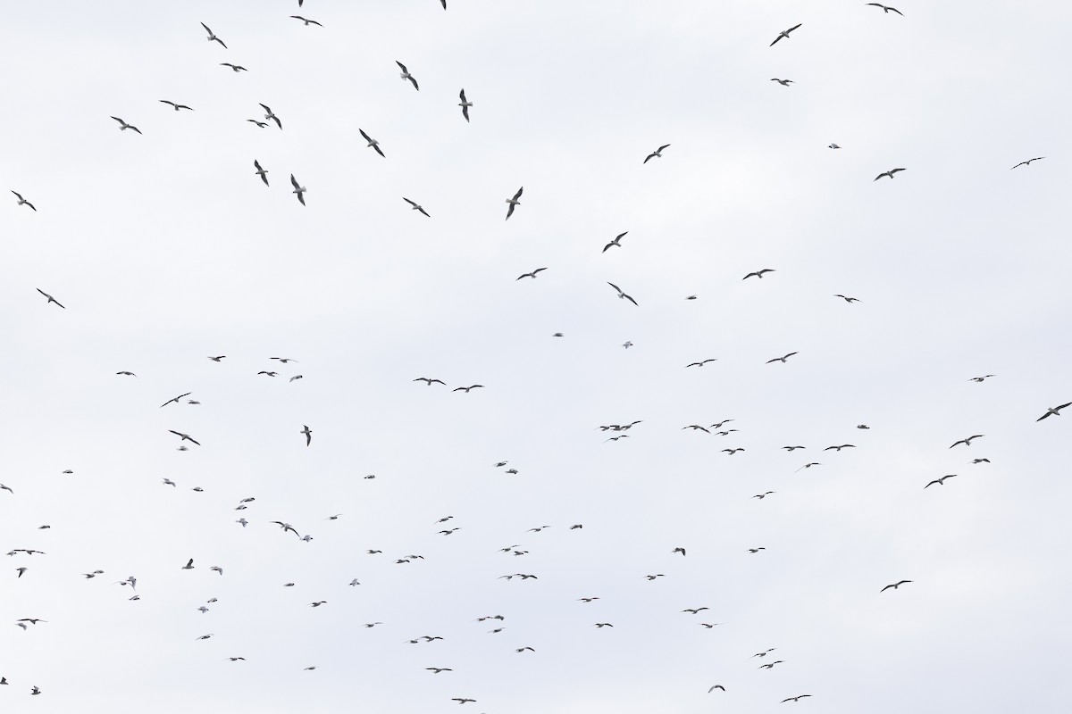 Black-headed Gull - ML646899535