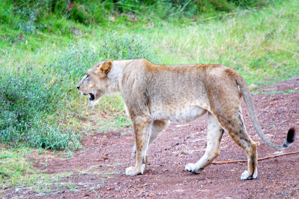 Southern Lion - ML646899539