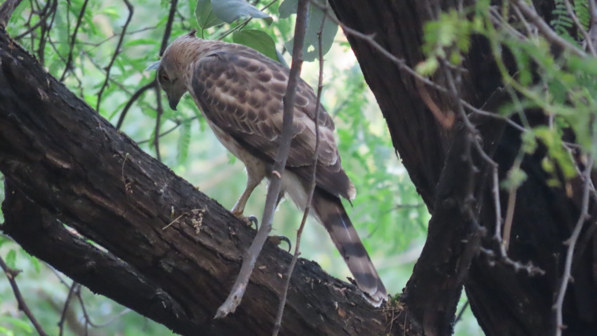 Autour huppé - ML646899547