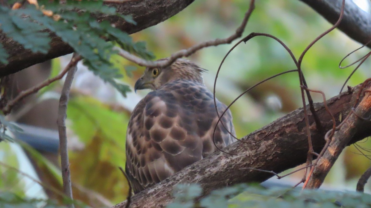 Autour huppé - ML646899548