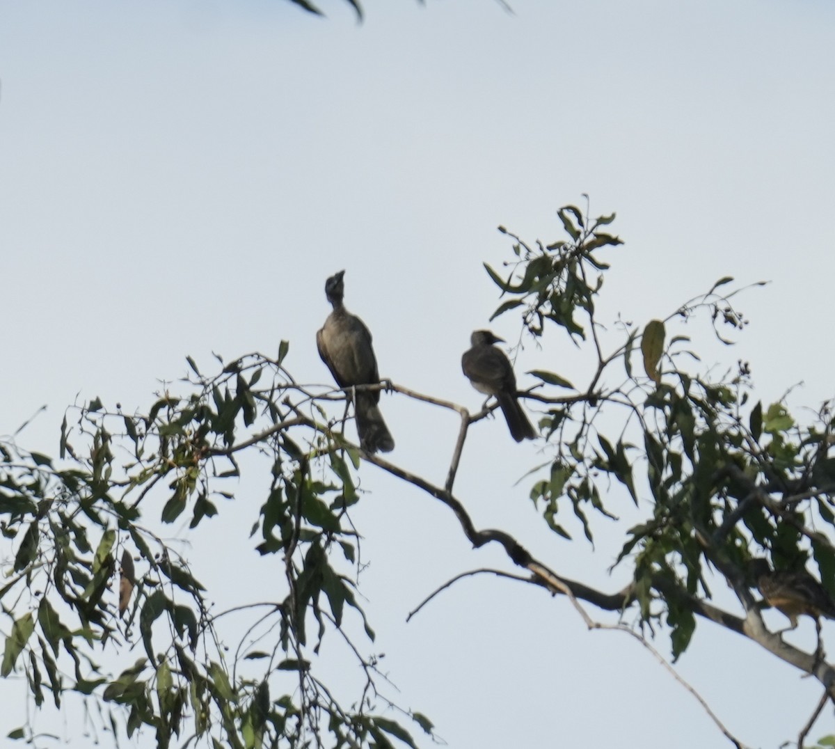 Helmeted Friarbird (New Guinea) - ML646899551