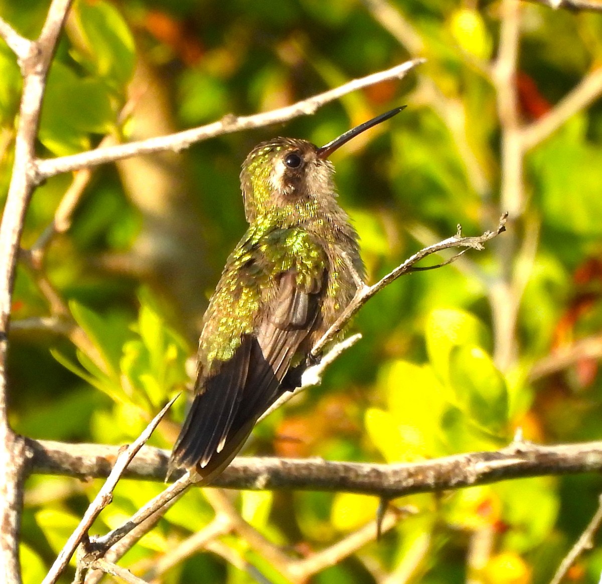 Turquoise-crowned Hummingbird - ML646899580