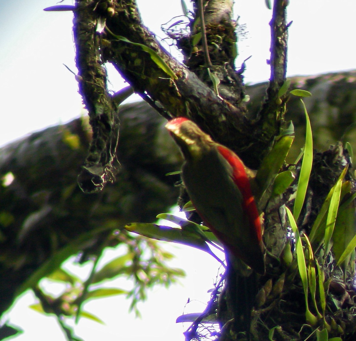 Crimson-winged Woodpecker - ML646899581