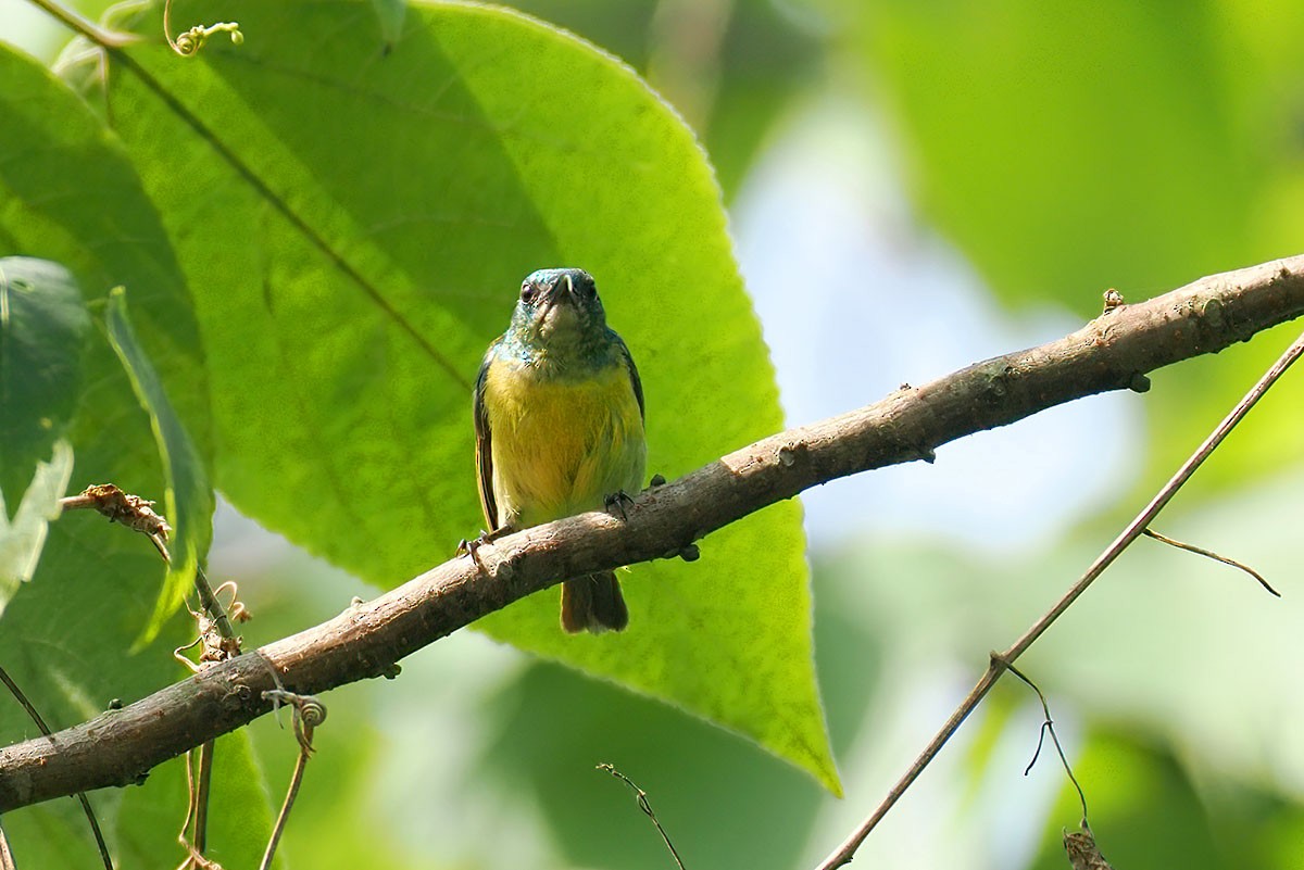 Collared Sunbird - ML646899582