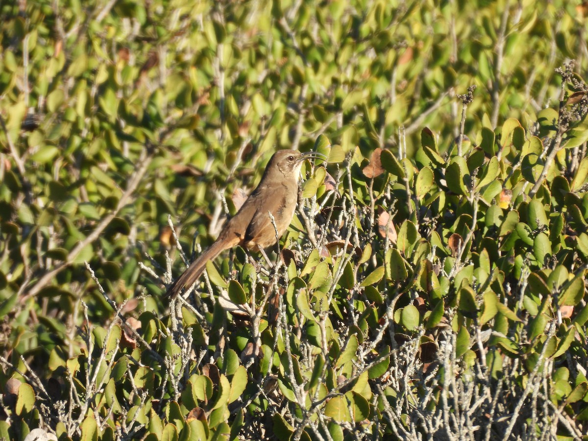 California Thrasher - ML646899583