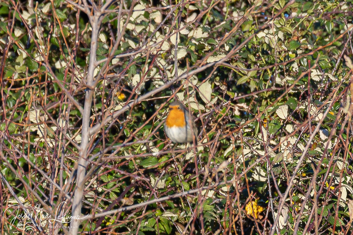 Вільшанка - ML646899589