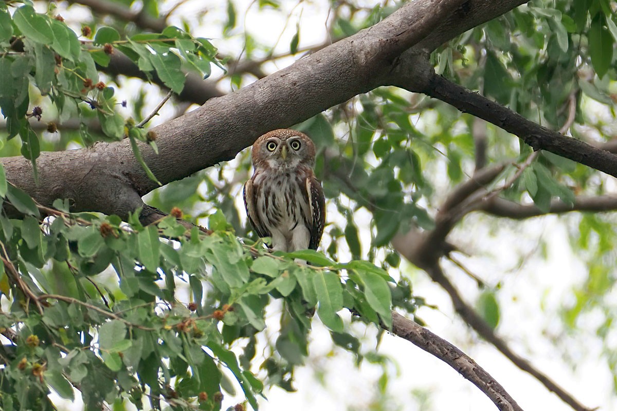 Сичик-горобець савановий - ML646899601