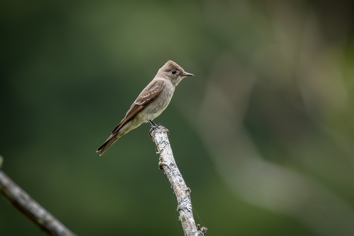 Western Wood-Pewee - ML646899604