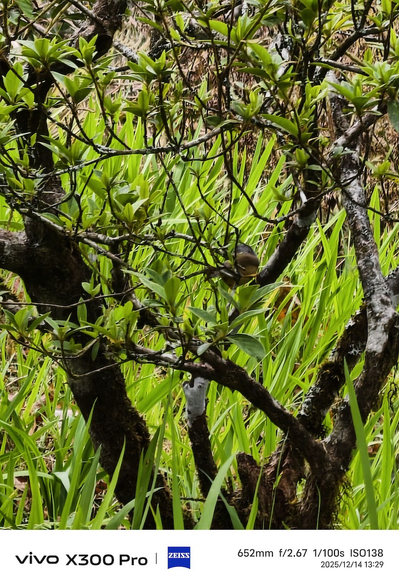 繡眼畫眉 - ML646899614