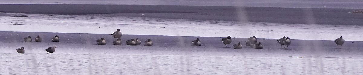 Tayga/Tundra Kazı - ML646899619