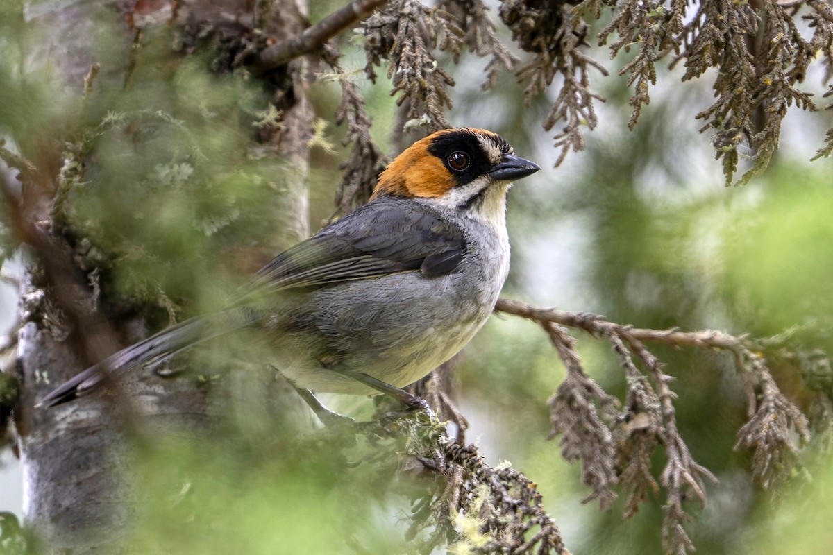 Black-spectacled Brushfinch - ML646899622