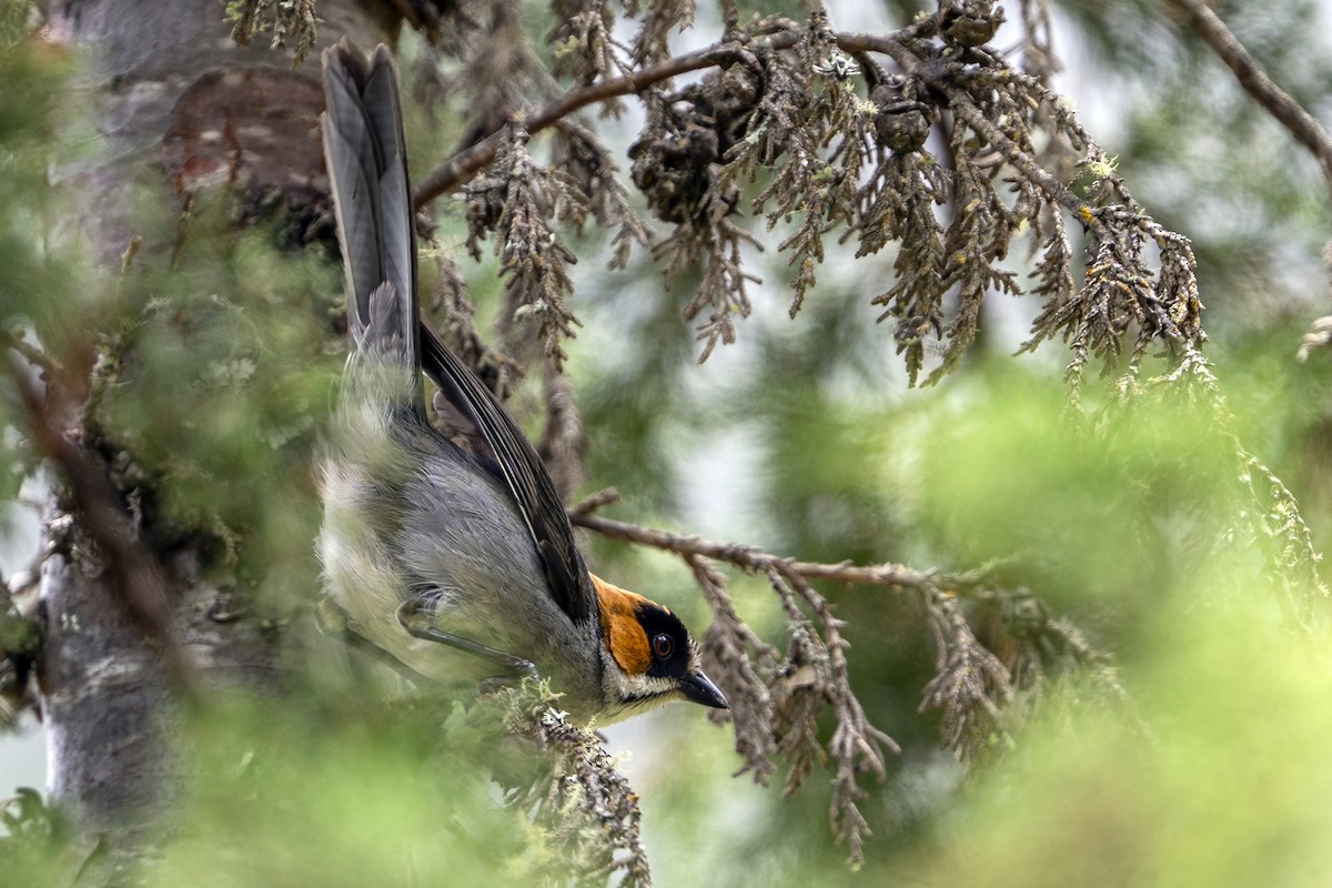 Black-spectacled Brushfinch - ML646899623