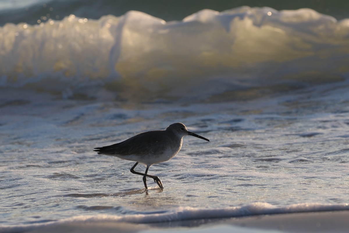 Willet - ML646899624