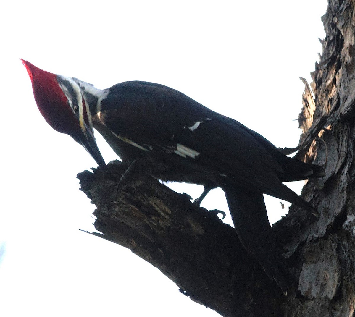 Жовна північна - ML646899626