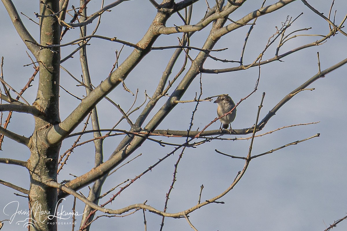 Antzandobi isabeldarra - ML646899629