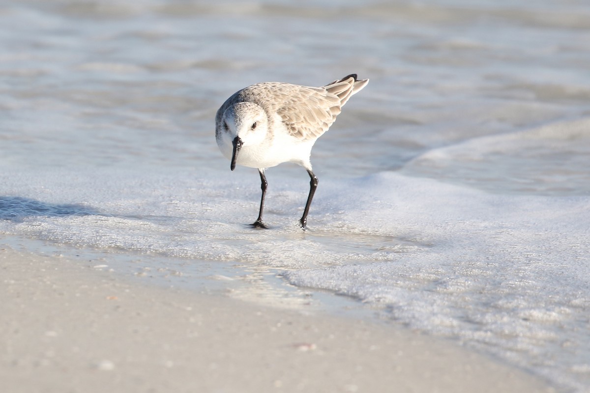 Sanderling - ML646899630