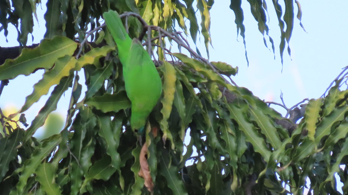 Verdin de Jerdon - ML646899635