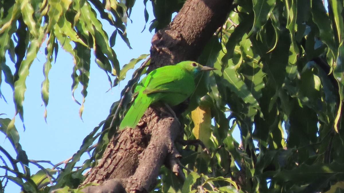 Verdin de Jerdon - ML646899636