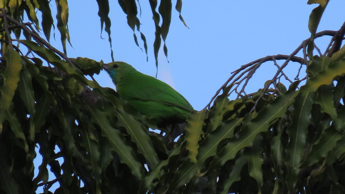 Verdin de Jerdon - ML646899637