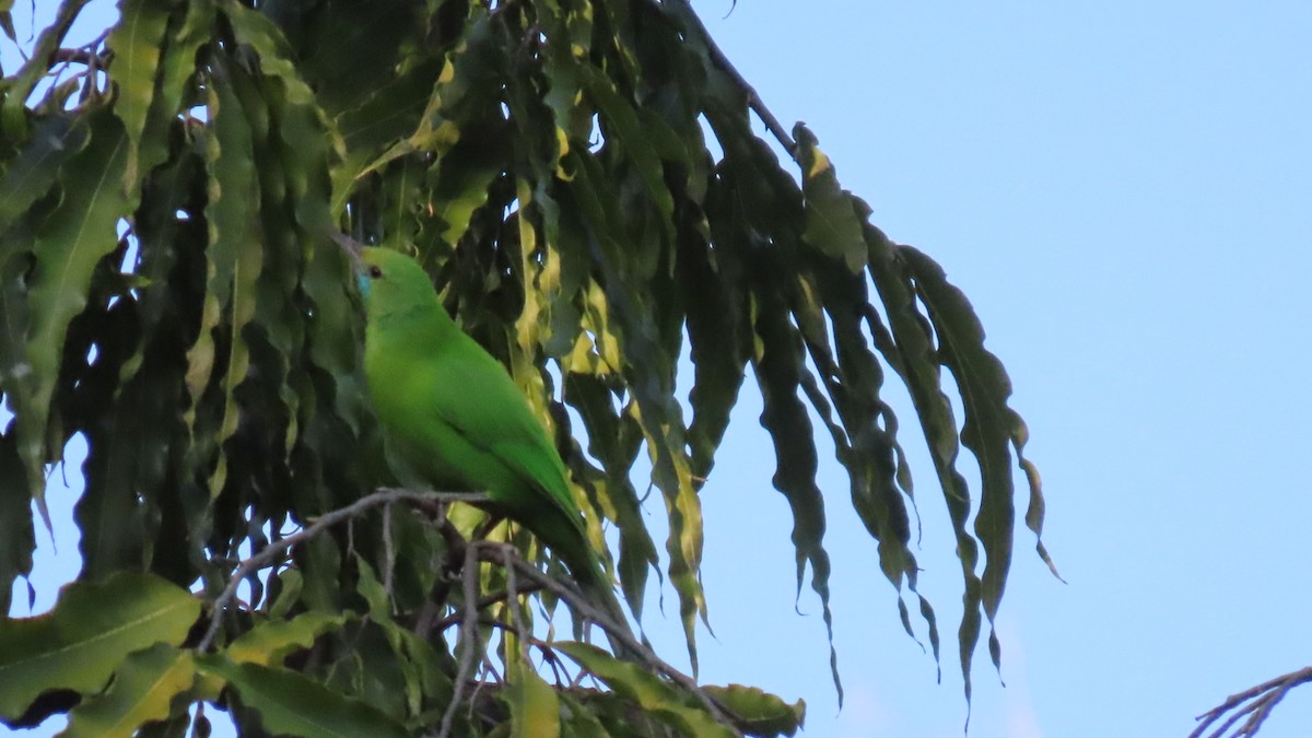 Verdin de Jerdon - ML646899638