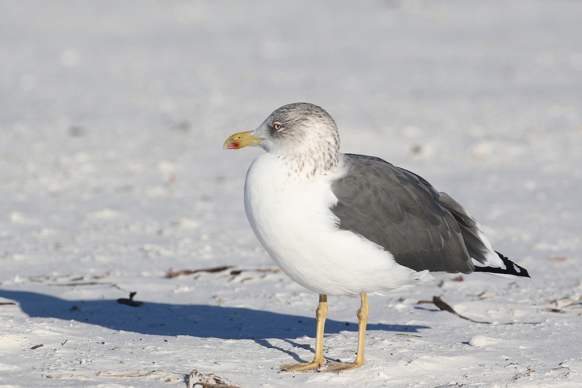 Lesser Black-backed Gull - ML646899639