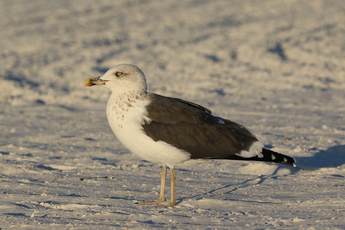 Lesser Black-backed Gull - ML646899640