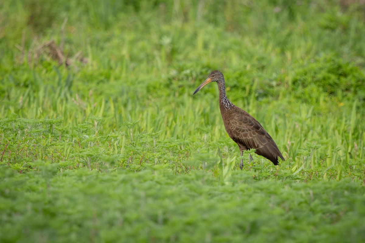 Limpkin - ML646899659