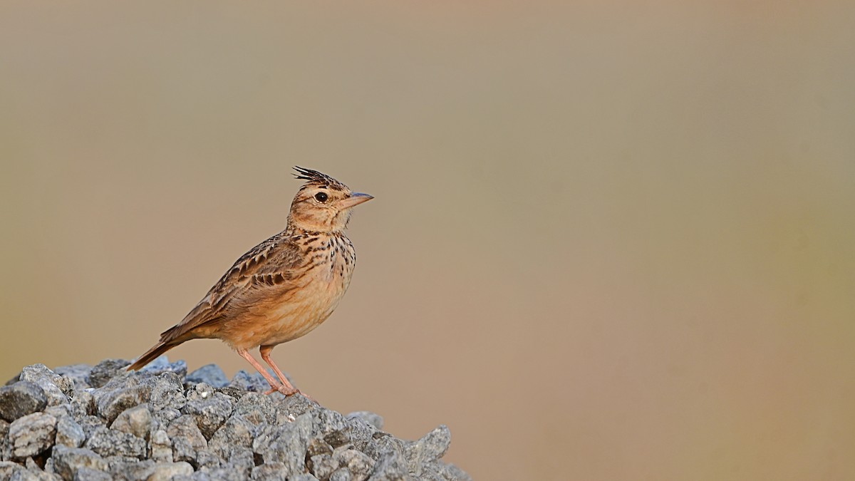 Cogujada Malabar - ML646899660