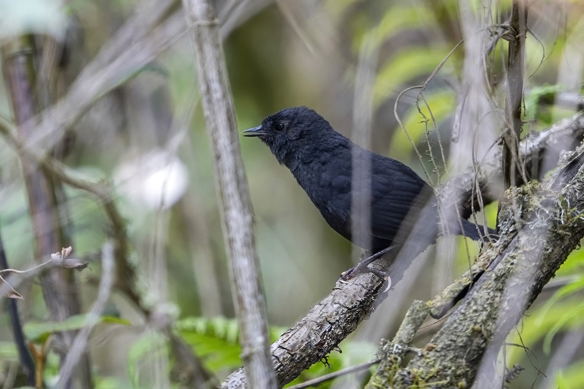 Junin Tapaculo - ML646899661