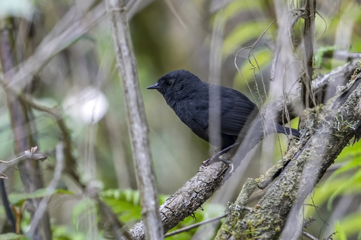 Junin Tapaculo - ML646899662