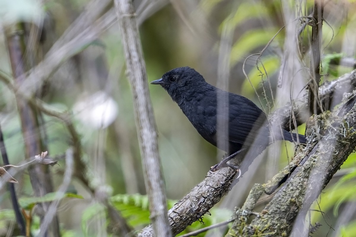 Junin Tapaculo - ML646899663