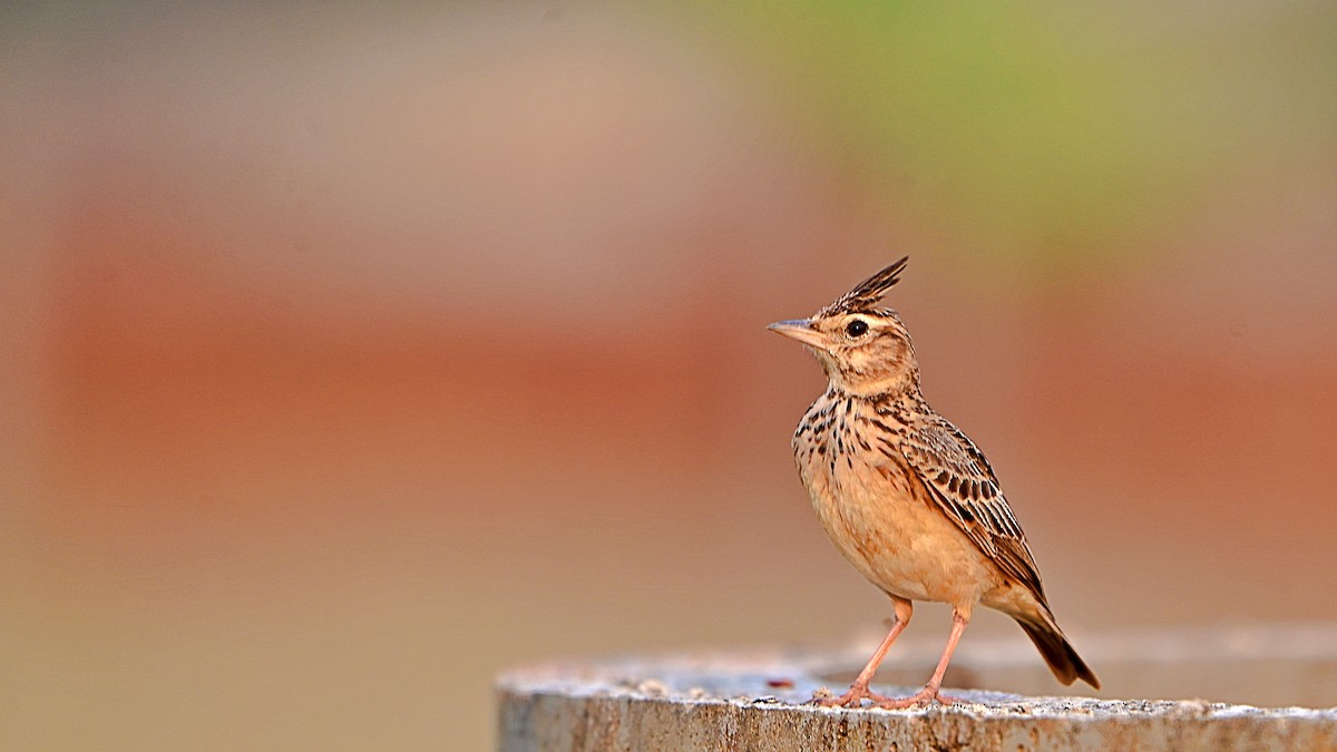 Cogujada Malabar - ML646899664