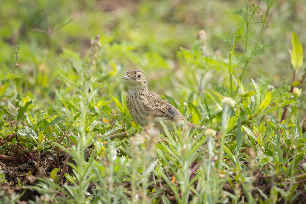 Yellowish Pipit - ML646899665