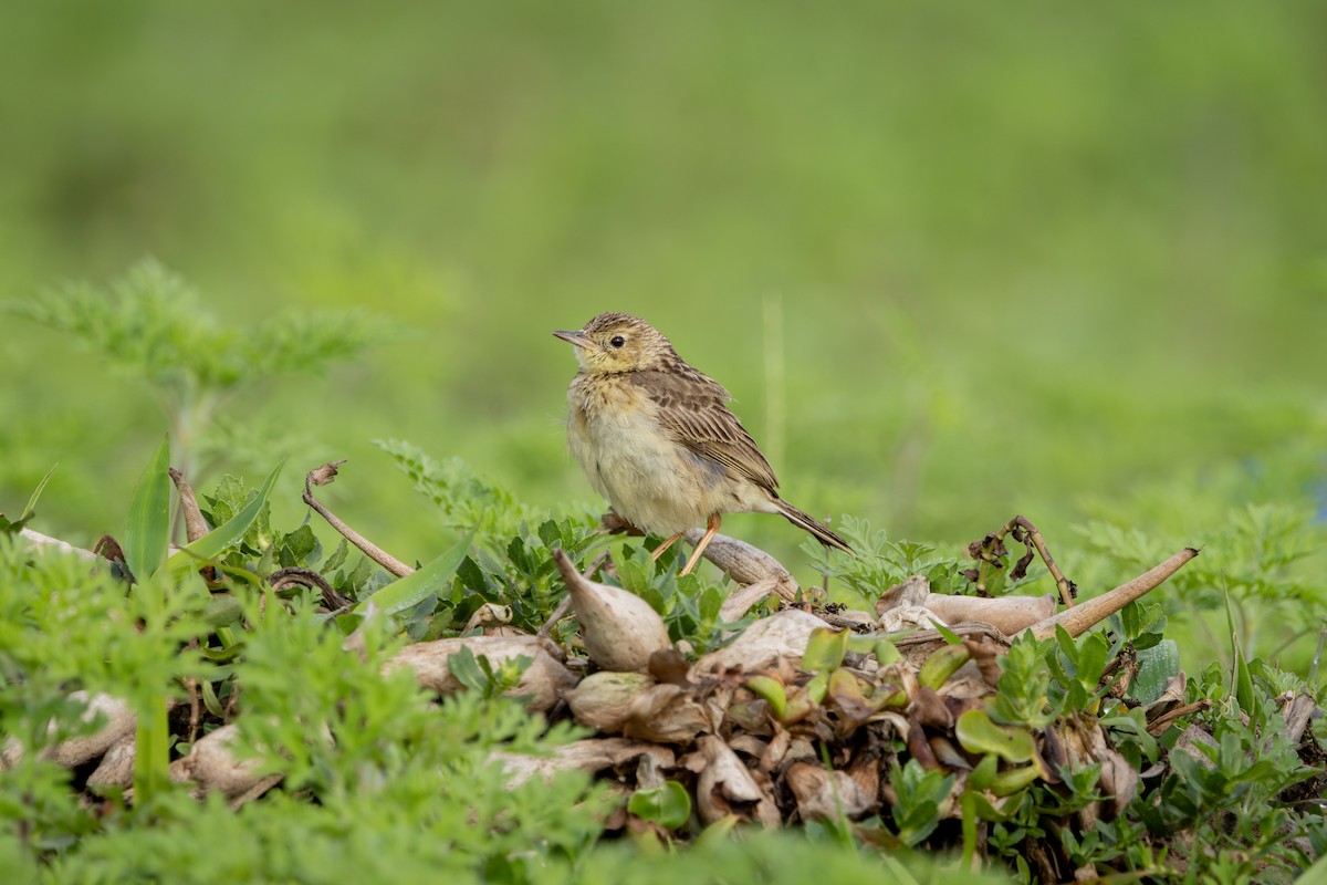 Yellowish Pipit - ML646899666